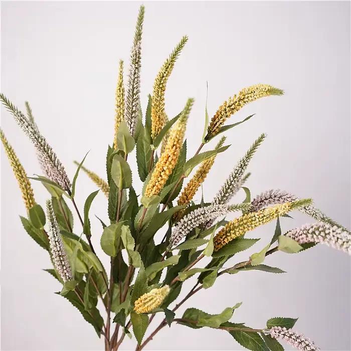 Plantes de Sauge et Lavande