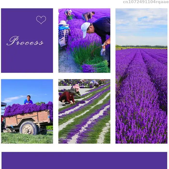 Fleurs séchées de lavande 100% naturelles 6A pour pot-pourri