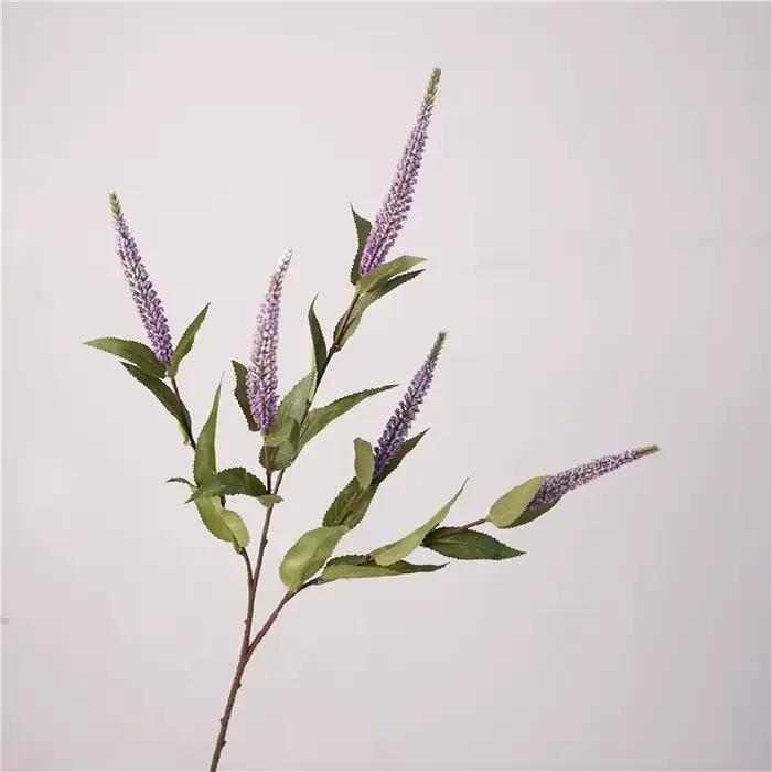 Plantes de Sauge et Lavande