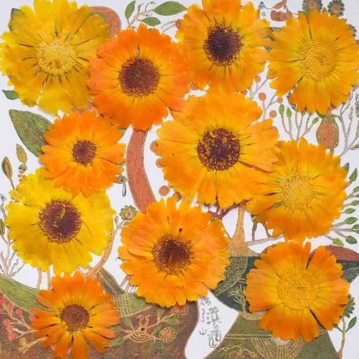12 pièces, fleurs sèches pressées en calendula véritable-échantillon de plante pour la décoration de cadre Photo