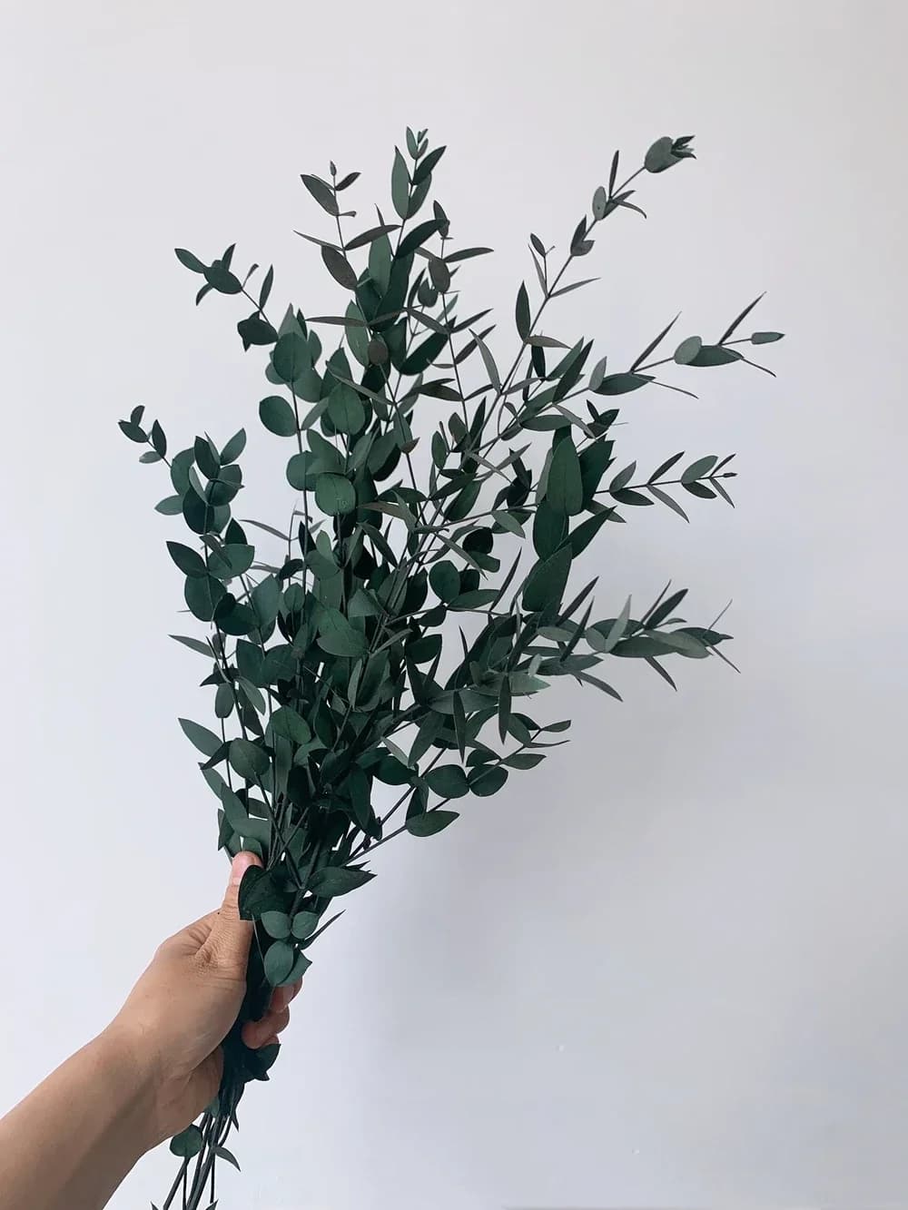 Branches d'eucalyptus séchées réelles 45-50cm, Bouquet de fleurs fraîches conservées, feuilles de pl