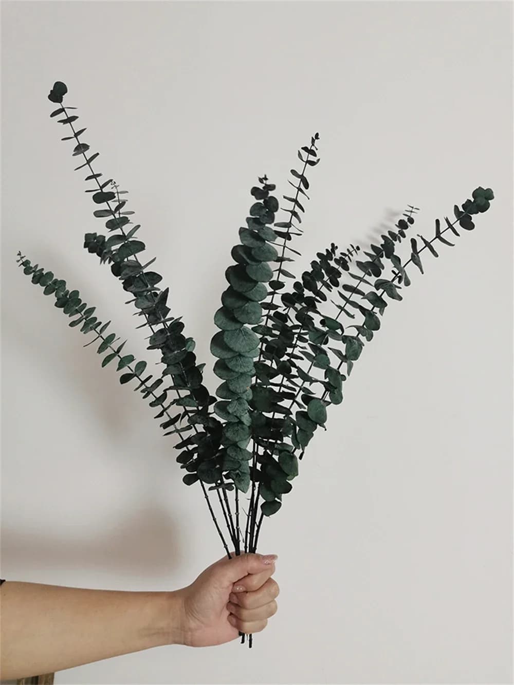 Feuilles d'eucalyptus naturelles pour la décoration de la maison, vraies plantes séchées, bouquet de