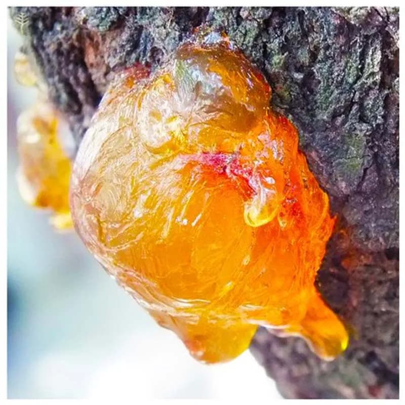 Résine d'encens organique Oliban, hydrolat de médecine, propre, continents ple Boswellia Frereana