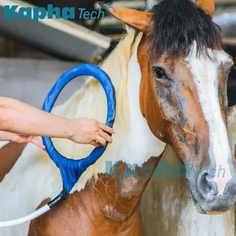 Rééducation pour le traitement des chevaux, physiothérapie magnéto pour chevaux