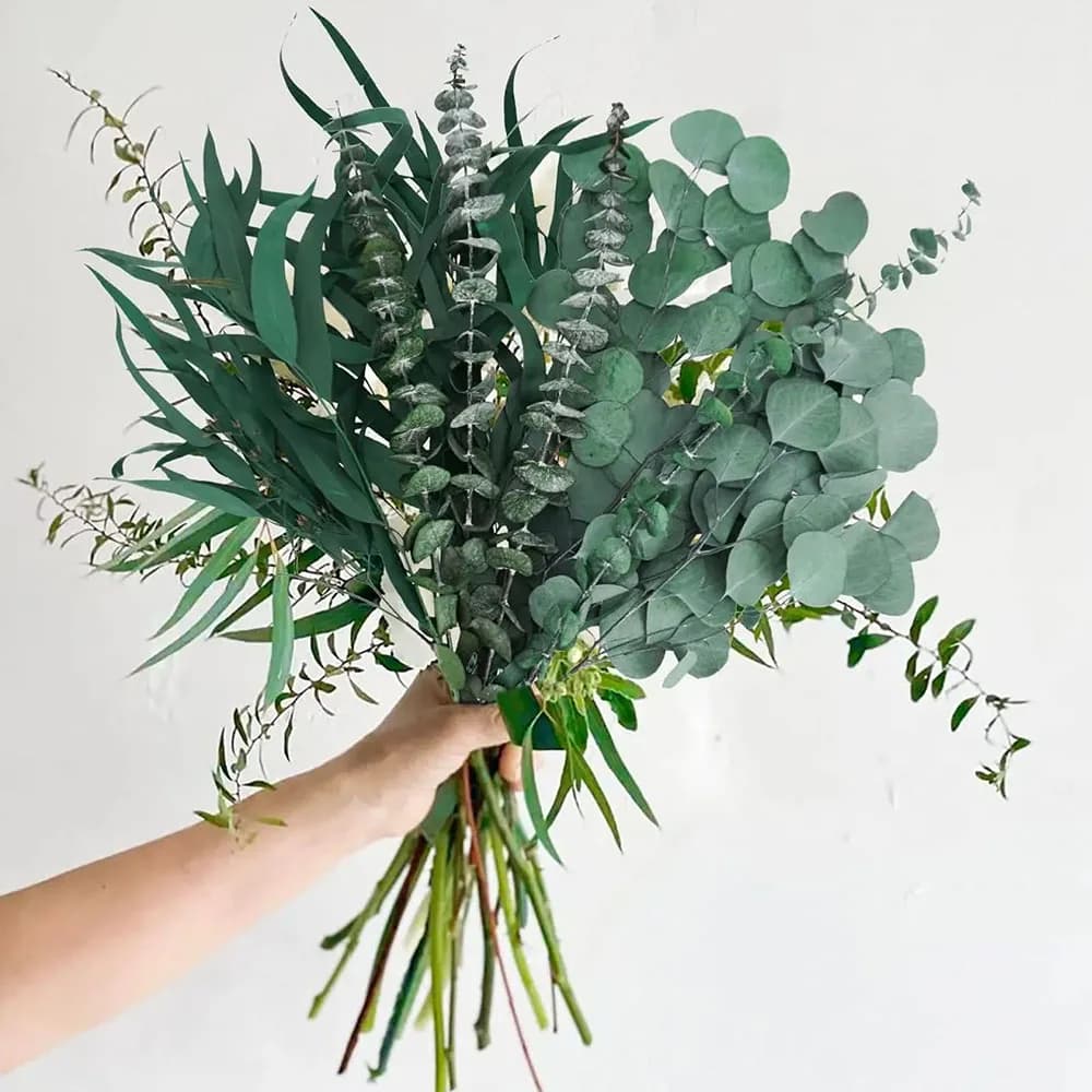 Feuilles d'eucalyptus séchées et conservées, Branches de plantes d'eucalyptus fraîches naturelles po