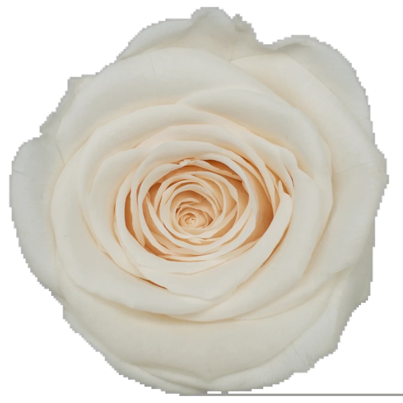 Tête de Rose naturelle préservée de qualité B 2-3cm, qualité supérieure, longue durée, fraîche et ét