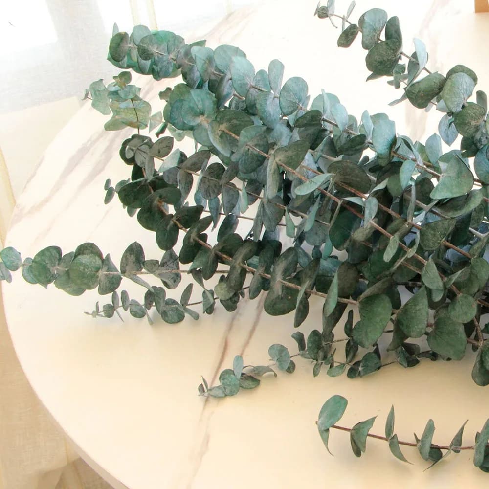 Cuir chevelu d'eucalyptus séché naturel avec de grandes branches, fleur de bricolage, décoration Boh