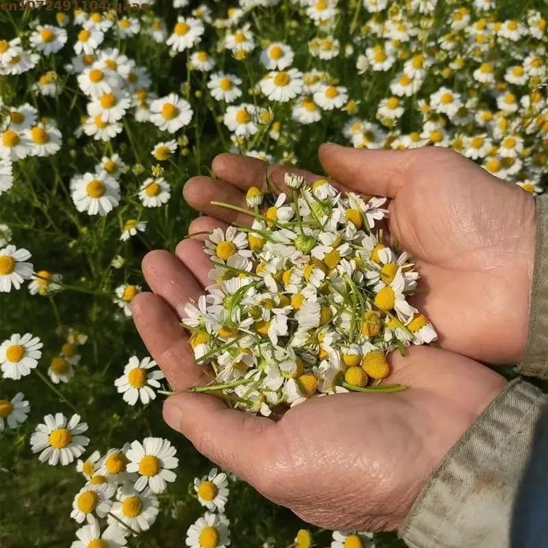 Fleurs de Camomille Séchées Naturelles Premium – Pure Herbe Naturelle pour l'Aromathérapie et les Projets DIY, Décoration Maison et Mariage