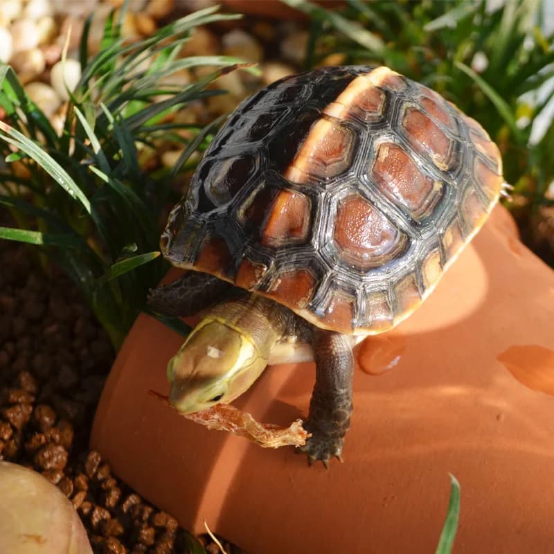 Tortue Dodge carrelage grotte Reptile abri Sundeck escalade colline aménagement paysager céramique Aquarium décoration poissons crevettes abri maison