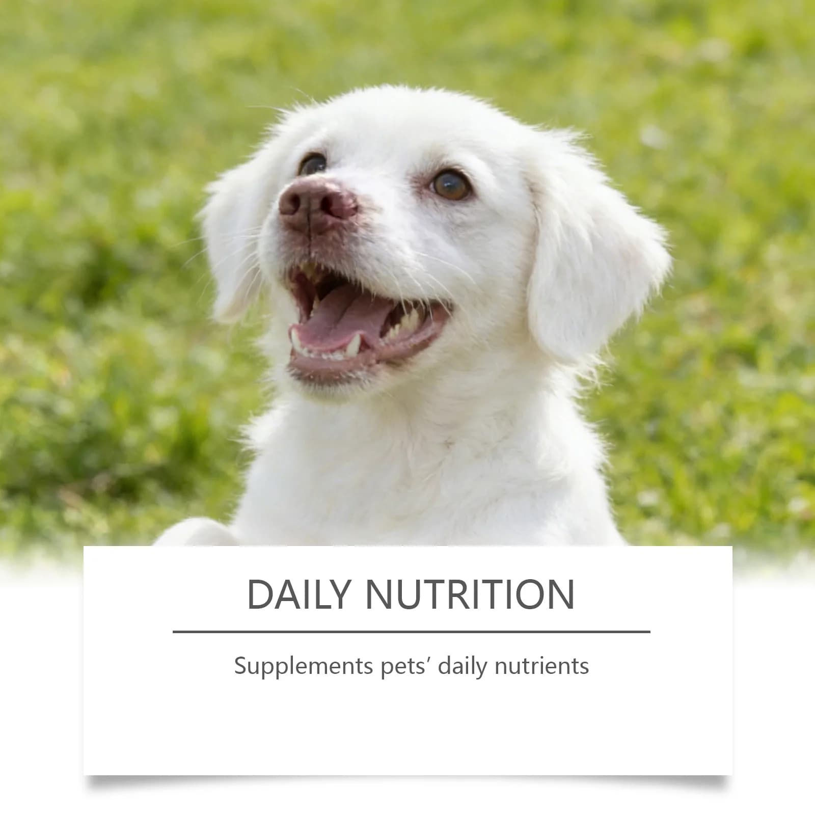 Poudre de Taurine pour Chiens Facile à Mélanger Soutient la Santé Cognitive Améliore la Luminosité du Pelage Améliore la Santé Cardiaque Suppléments Nutritionnels pour Animaux de Compagnie