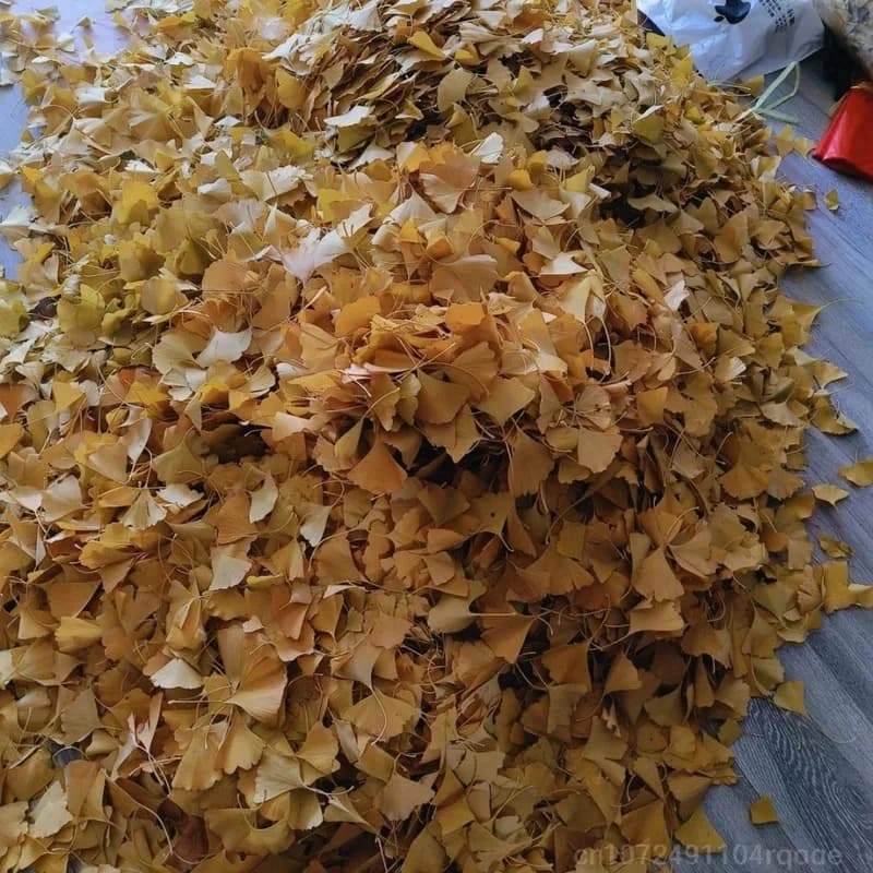 100/250/500g Feuilles de Ginkgo Biloba Séchées Naturelles Pour Remplissage de Vases, Artisanat, Arrangement Floral, Décoration de Café, Art DIY