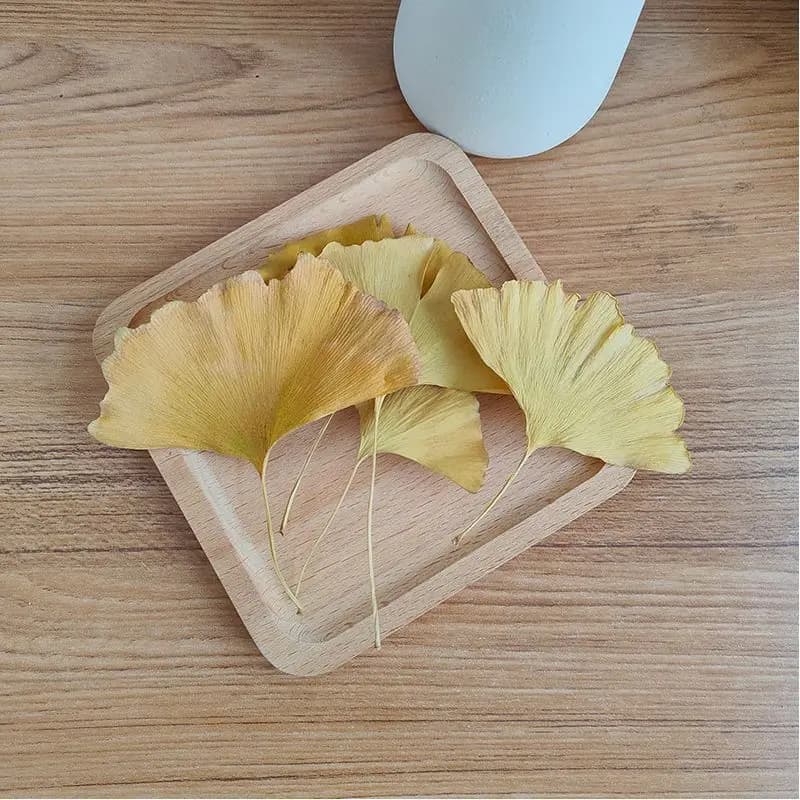 Feuilles séchées de Ginkgo Biloba 50g-800g pour Kit de fabrication de bougies, savon de bricolage, bijoux en résine, artisanat et fournitures artisanales de beauté et santé