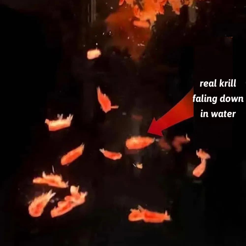 Krill – appât atrayant pour la pêche en mer, saveur de poisson, crevettes, viande, tréfilage, crochet collant, morsure, additif alimentaire, leurre souple