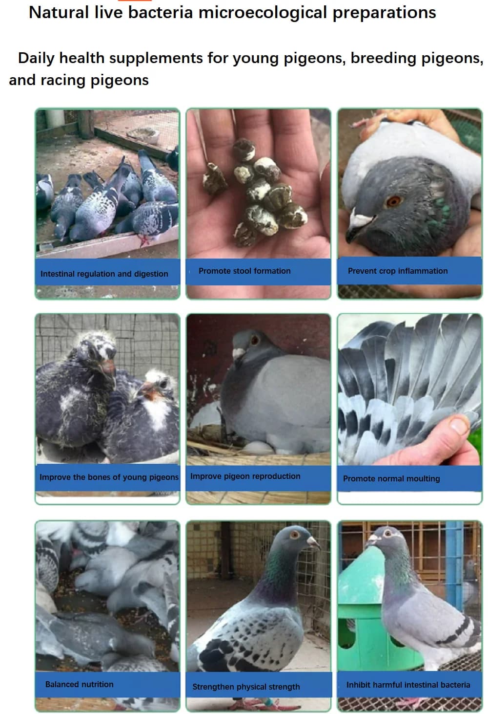 Poudre de levure de bière pour pigeons – Supplément probiotique, bactéries vivantes, nutritif pour la santé digestive, immunitaire et des plumes des pigeons voyageurs