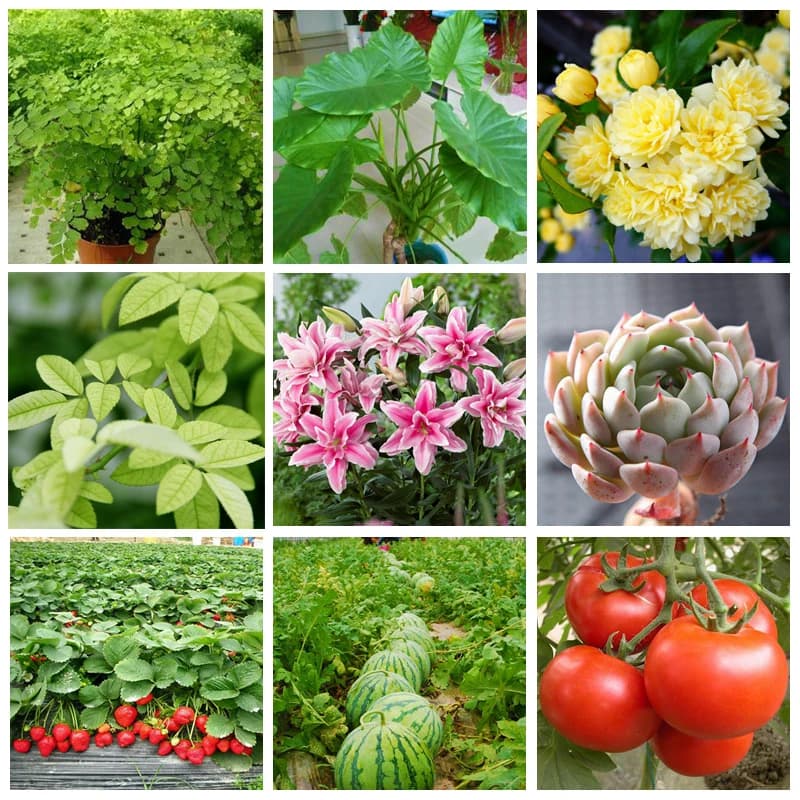 Poudre d'engrais d'acide aminé composé 30 G, Npk, azote-phosphate-potassium, supplément sûr, Nutrition des plantes pour le jardin