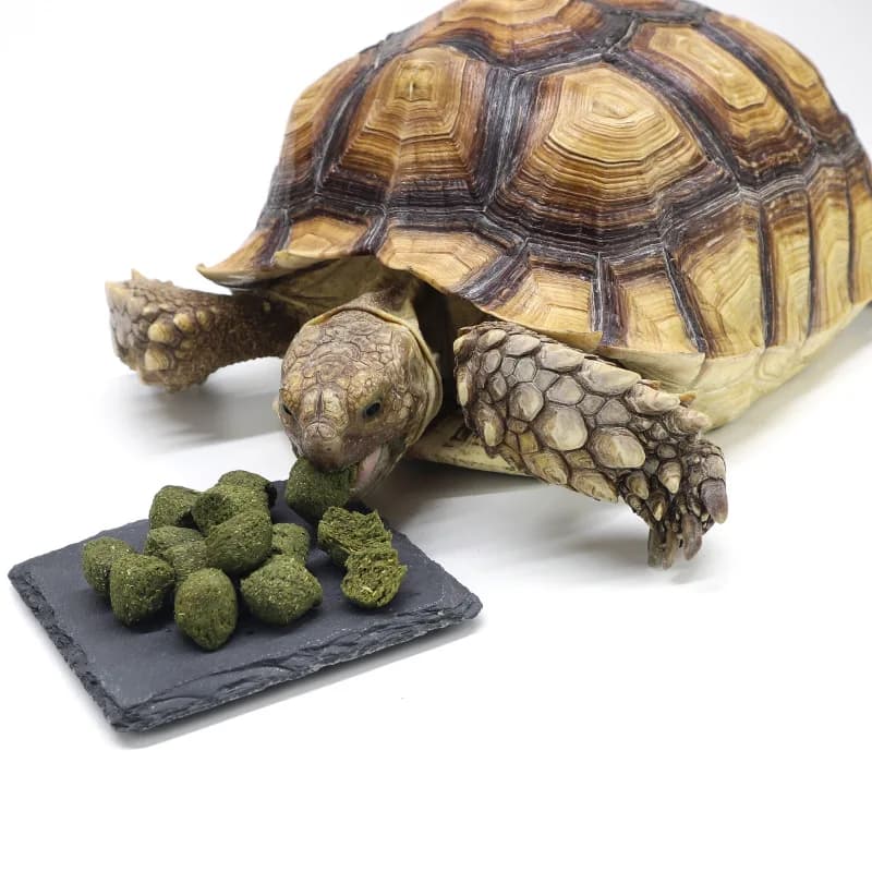 Formule de calcium alimentaire pour tortues YIGE, régime spécialisé pour Sulcata, étoile birmane, tortues rouges et léopard, nutrition à base de Mazuri