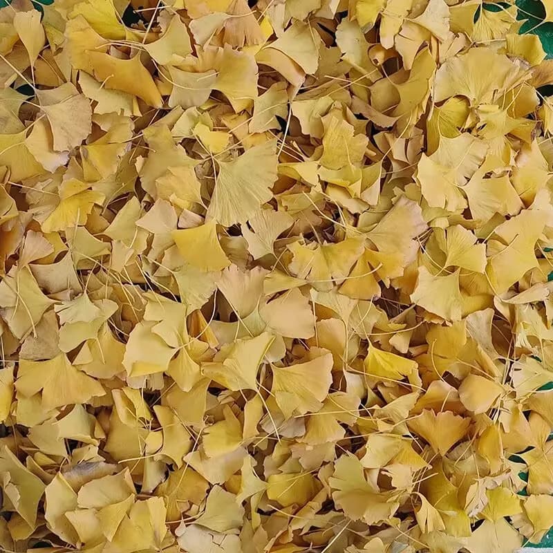 Feuilles séchées de Ginkgo Biloba 50g-800g pour Kit de fabrication de bougies, savon de bricolage, bijoux en résine, artisanat et fournitures artisanales de beauté et santé