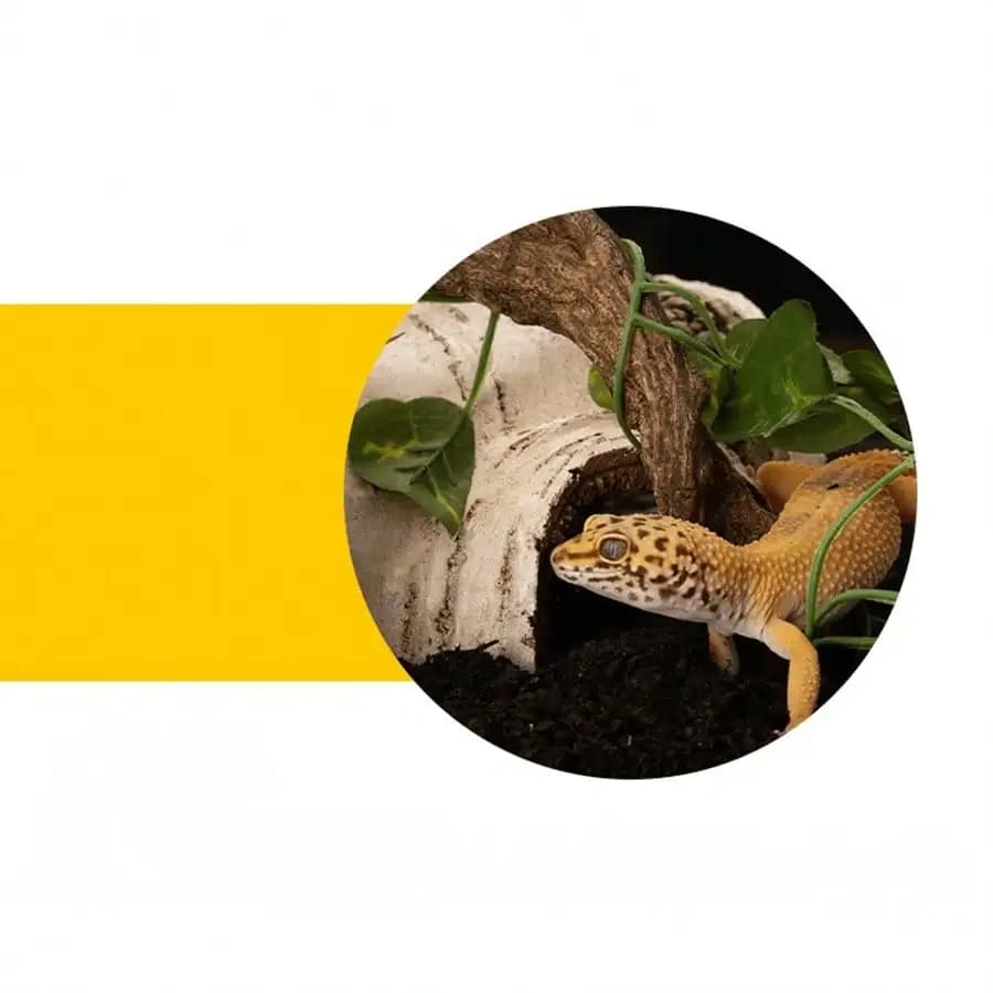 Grotte de cachette pour reptiles – Abri durable en résine à texture de bois de bouleau pour lézards et amphibiens, idéal pour perdre, détendre et jouer