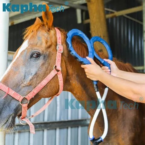 Rééducation pour le traitement des chevaux