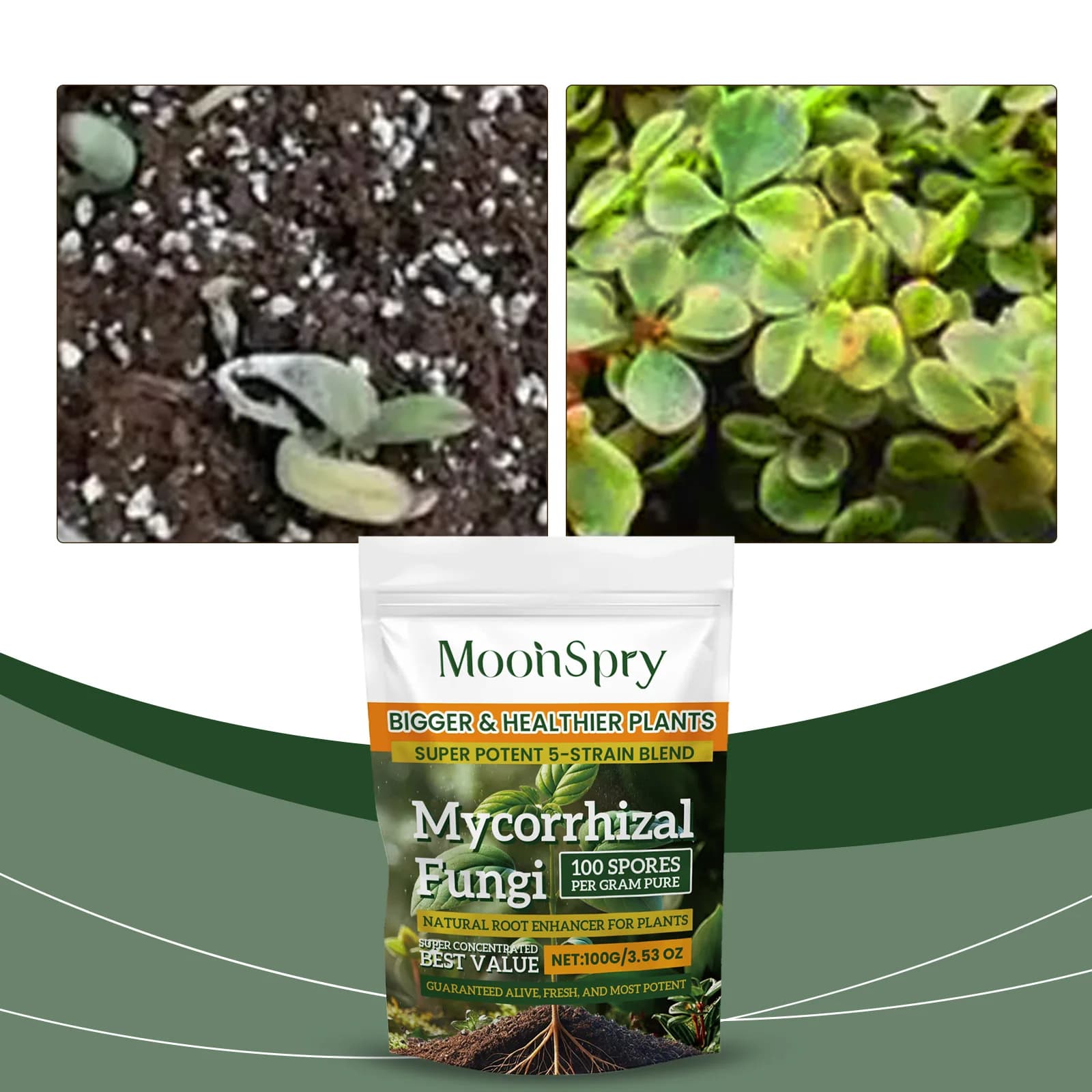 Poudre d'amélioration du système racinaire des plantes biologiques ; Complément nutritif pour les racines des plantes de jardin, améliore la nutrition du sol, poudre nutritive pour les plantes
