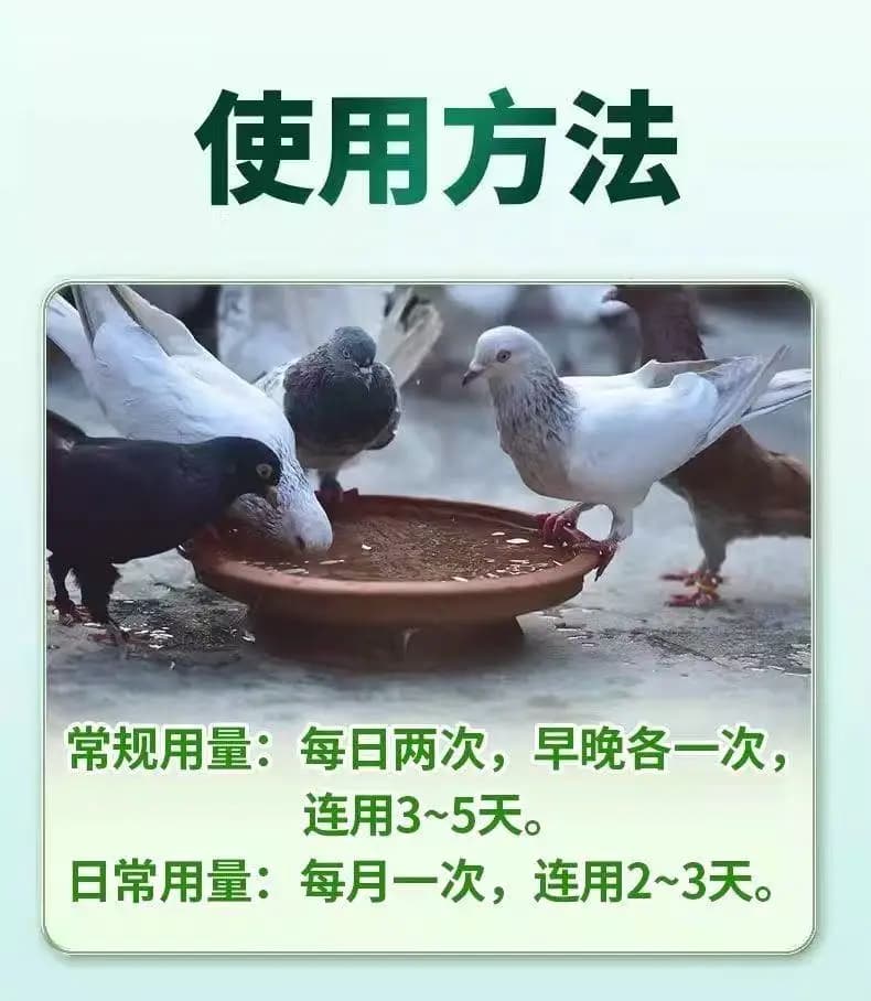 Traitement E. coli / Salmonella / Typhoïde - Complément alimentaire pour la santé intestinale des pigeons 60G