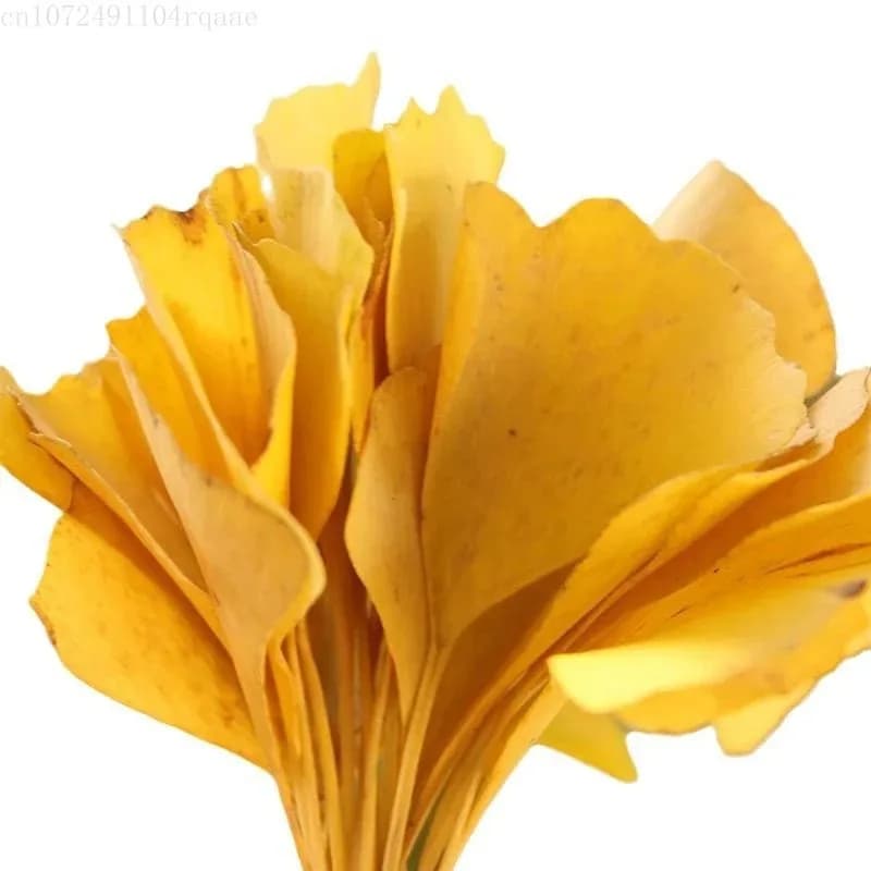 100/250/500g Feuilles de Ginkgo Biloba Séchées Naturelles Pour Remplissage de Vases, Artisanat, Arrangement Floral, Décoration de Café, Art DIY