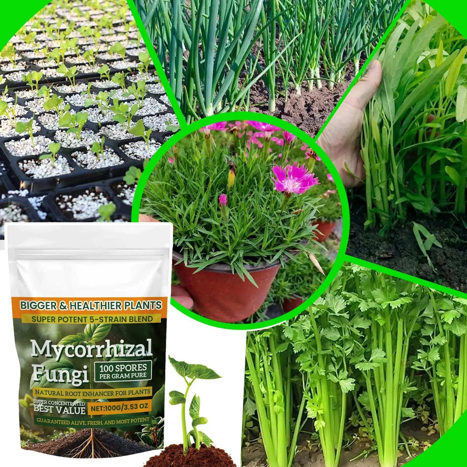 Poudre d'engrais pour plantes, 100g, pour la croissance des plantes, nutritif, supplément d'enracinement sûr et efficace pour la culture hydroponique du sol