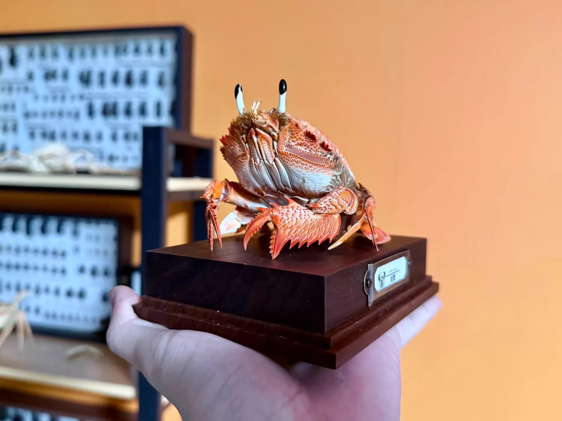 Ranina Ranina véritable crabe spécimen spécial artisanat collectionneurs décor à la maison ornement bureau décoration personnalisée