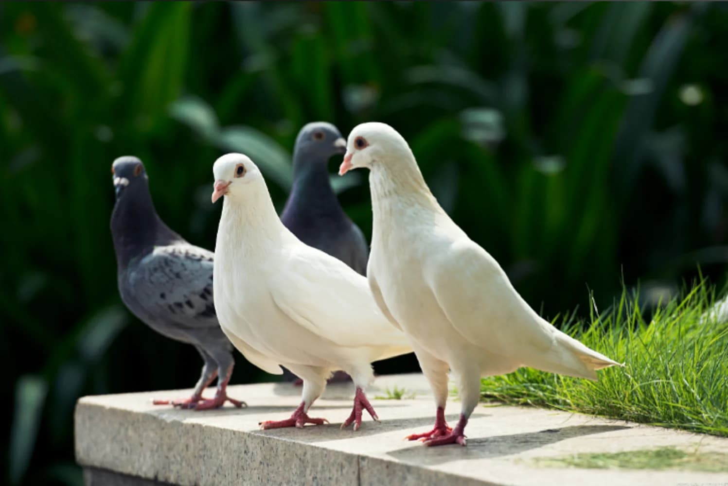 Poudre de levure de bière pour pigeons – Supplément probiotique, bactéries vivantes, nutritif pour la santé digestive, immunitaire et des plumes des pigeons voyageurs