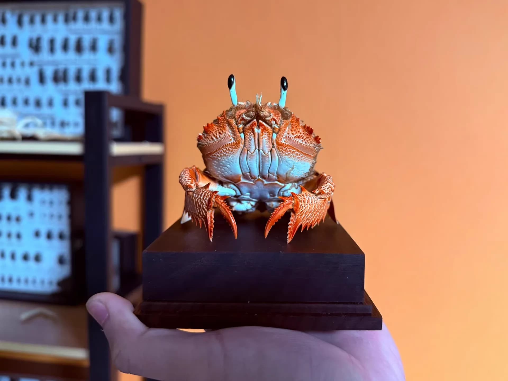 Ranina Ranina véritable crabe spécimen spécial artisanat collectionneurs décor à la maison ornement bureau décoration personnalisée