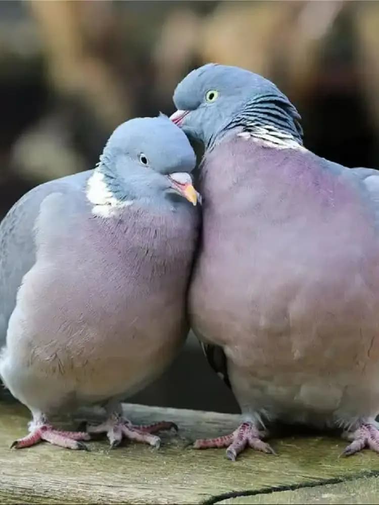 Poudre de levure de bière pour pigeons – Supplément probiotique, bactéries vivantes, nutritif pour la santé digestive, immunitaire et des plumes des pigeons voyageurs