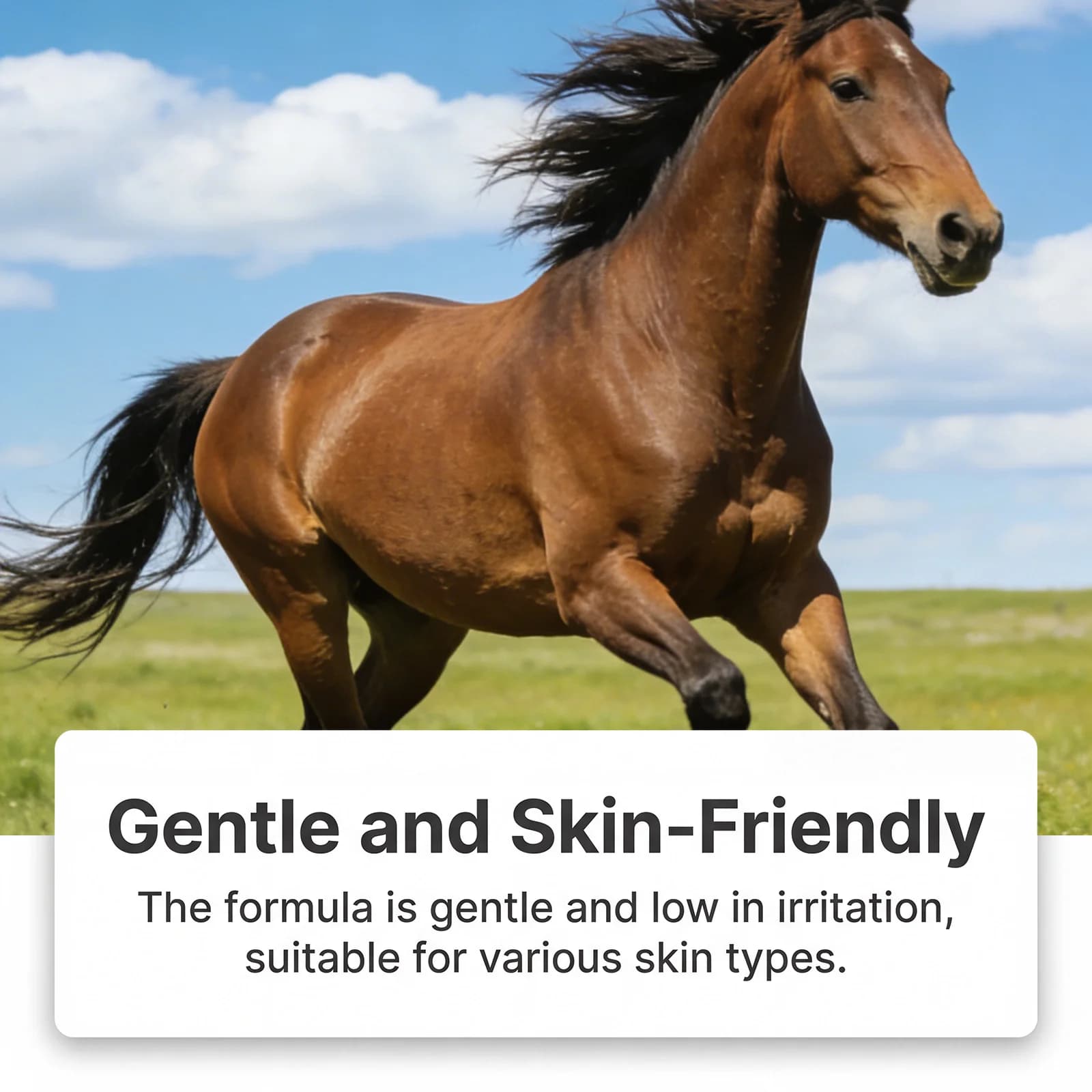 Gel pour les muscles et les articulations des chevaux avec calendula naturelle Q10