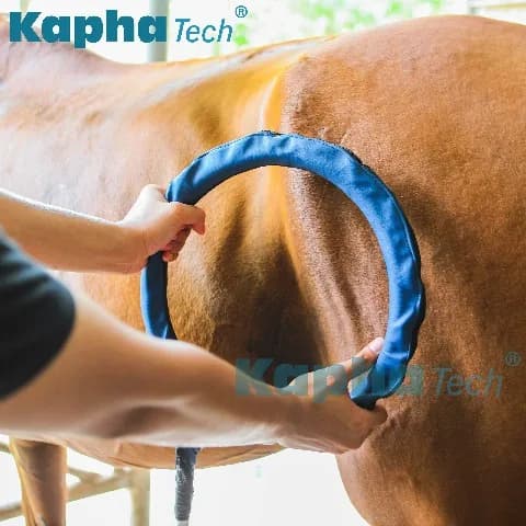 Rééducation pour le traitement des chevaux