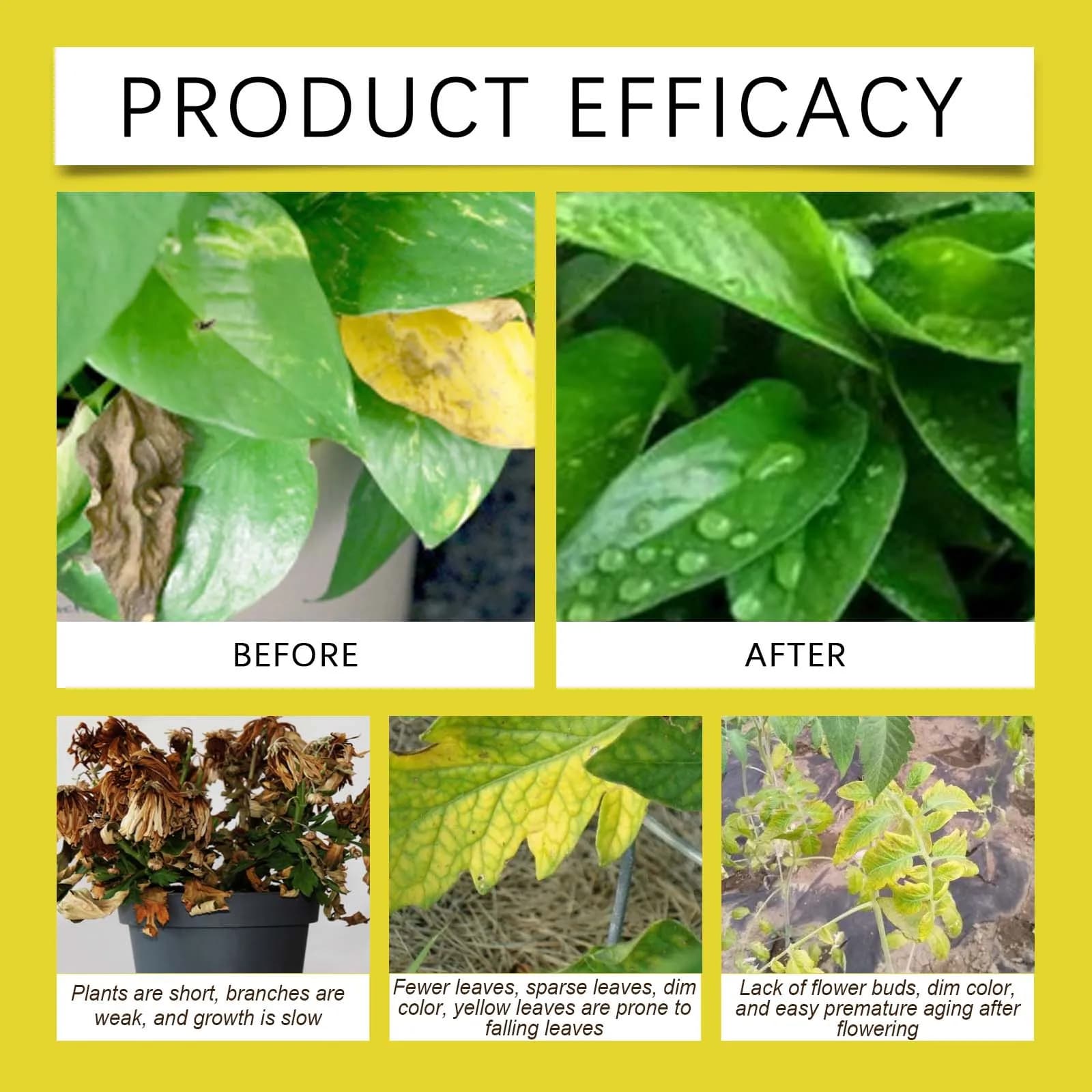 L'activateur de sol endure le sol compact fournit des éléments de trappe, supplément nutritif, engrais végétal pour plantes en pot de jardin