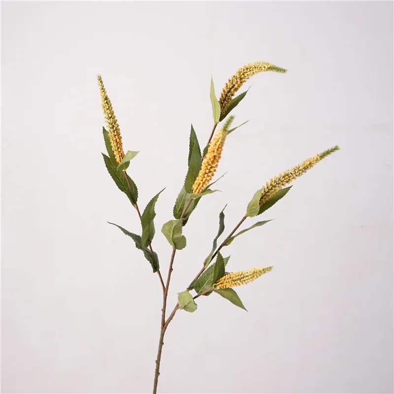 Plantes de Sauge et Lavande