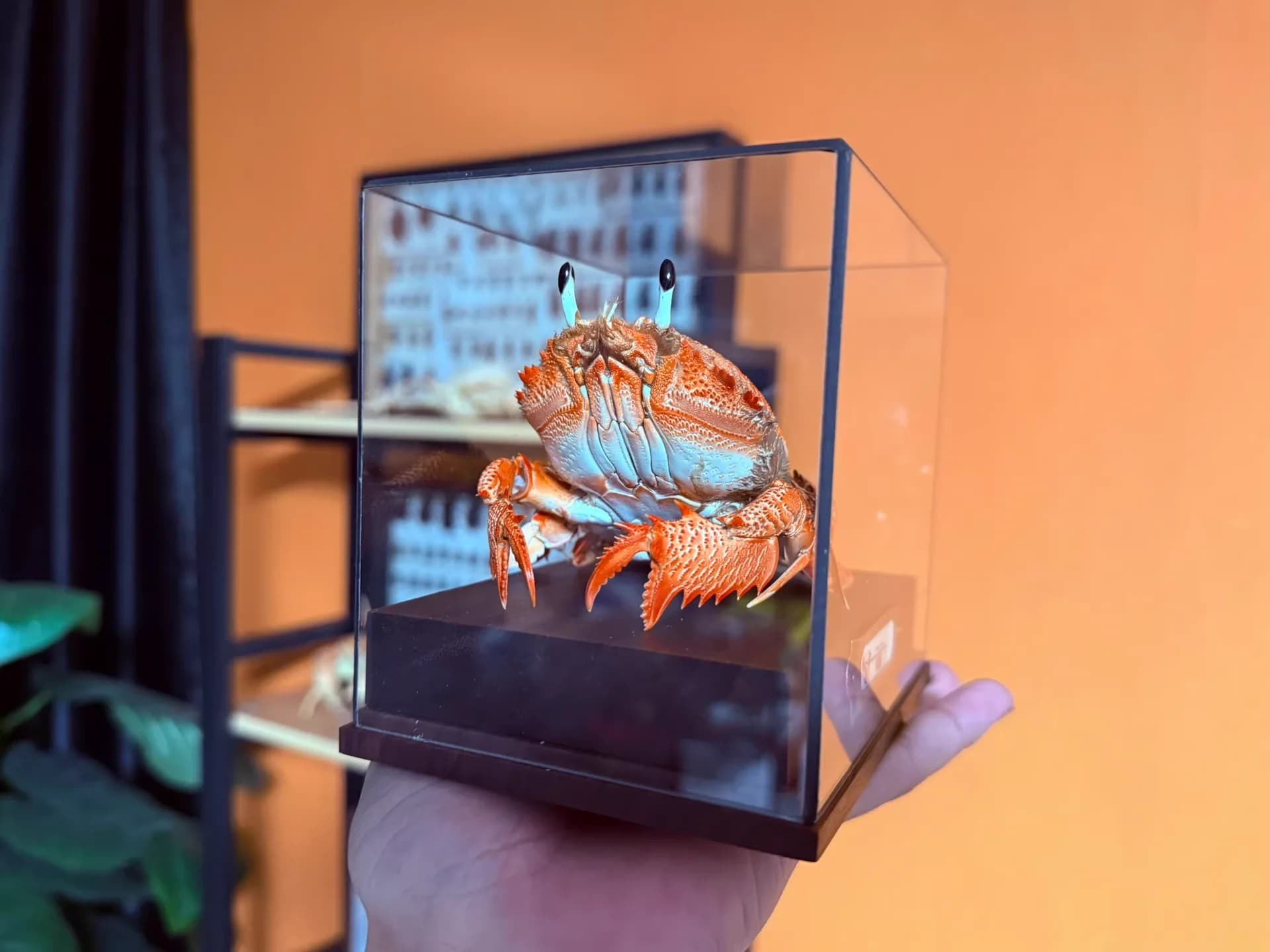 Ranina Ranina véritable crabe spécimen spécial artisanat collectionneurs décor à la maison ornement bureau décoration personnalisée
