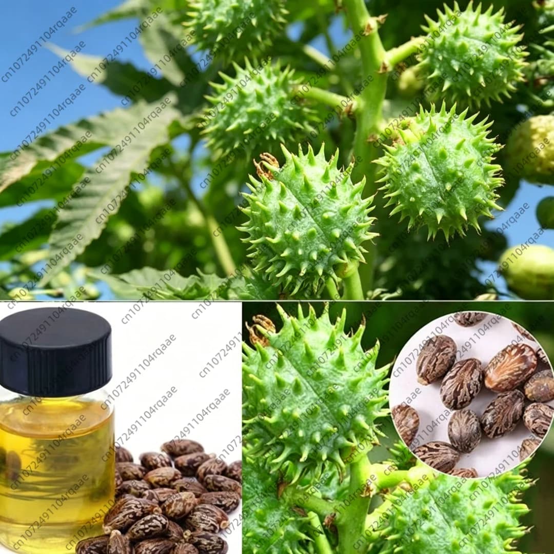 Huile essentielle d'aromathérapie 100% pure et naturelle, huile de ricin pour diffuseur, humidificateur, fabrication de bougies et de savons