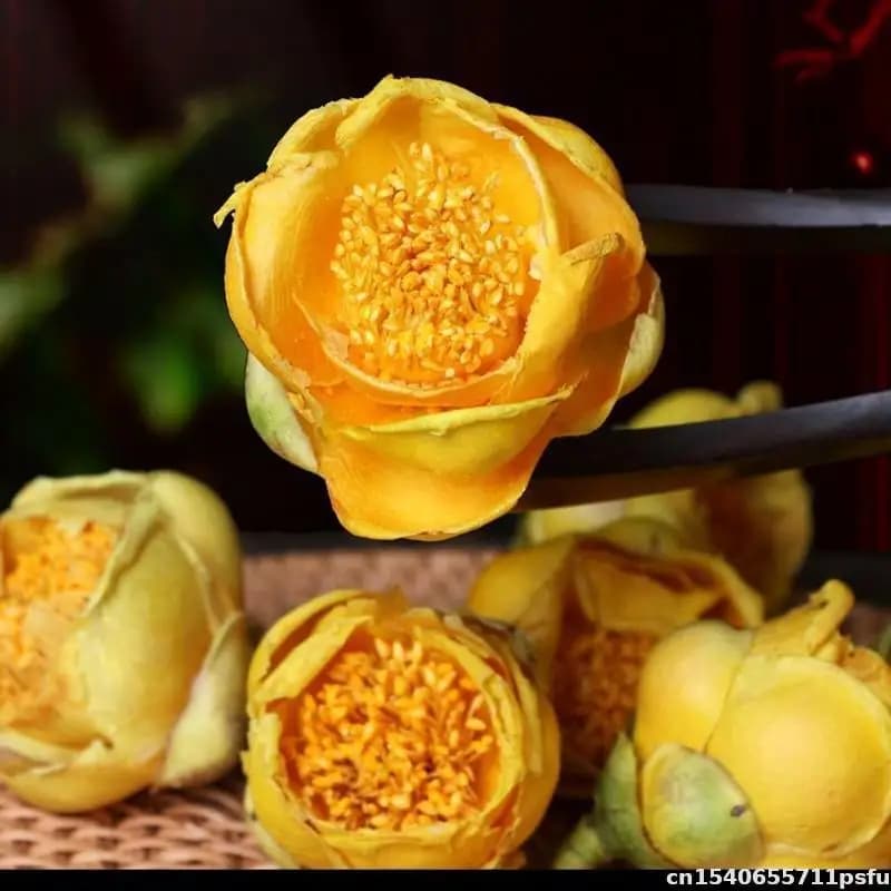 Fleur sèche de camélia naturelle de qualité supérieure, pour bougie d'essence d'aromathérapie, fabrication de savon, décoration de maison