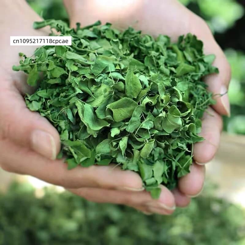 Feuilles de Moringa Oleifera séchées naturelles, feuilles de type « drumstick », matière végétale pure séchée pour pot-pourri, artisanat DIY, arôme, décoration intérieure
