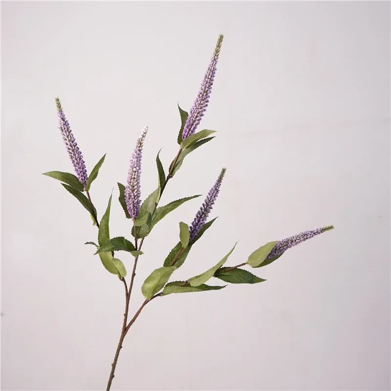 Plantes de Sauge et Lavande