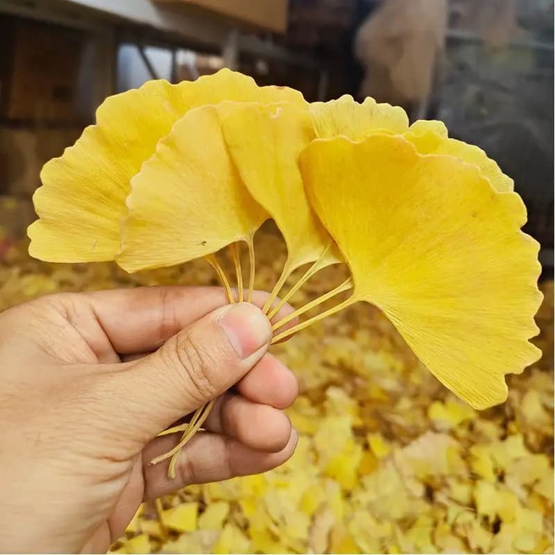 Feuilles séchées de Ginkgo Biloba 50g-800g pour Kit de fabrication de bougies, savon de bricolage, bijoux en résine, artisanat et fournitures artisanales de beauté et santé