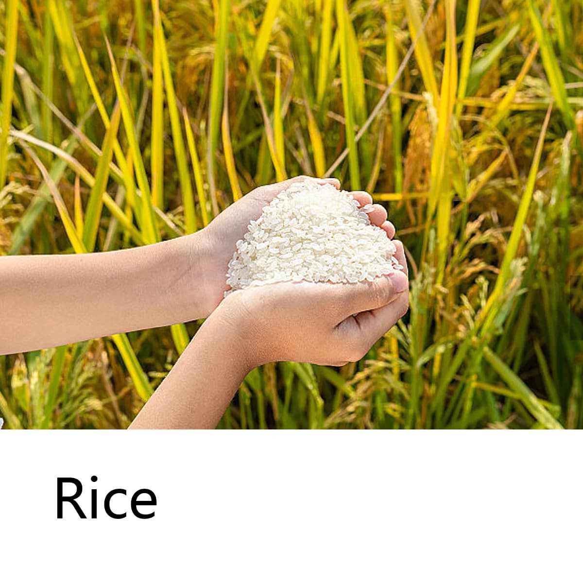 Shampooing Solide à l'Eau de Riz, Savon Capillaire à l'Essence de Lait de Riz, Savon Naturel Nettoyant en Profondeur aux Huiles