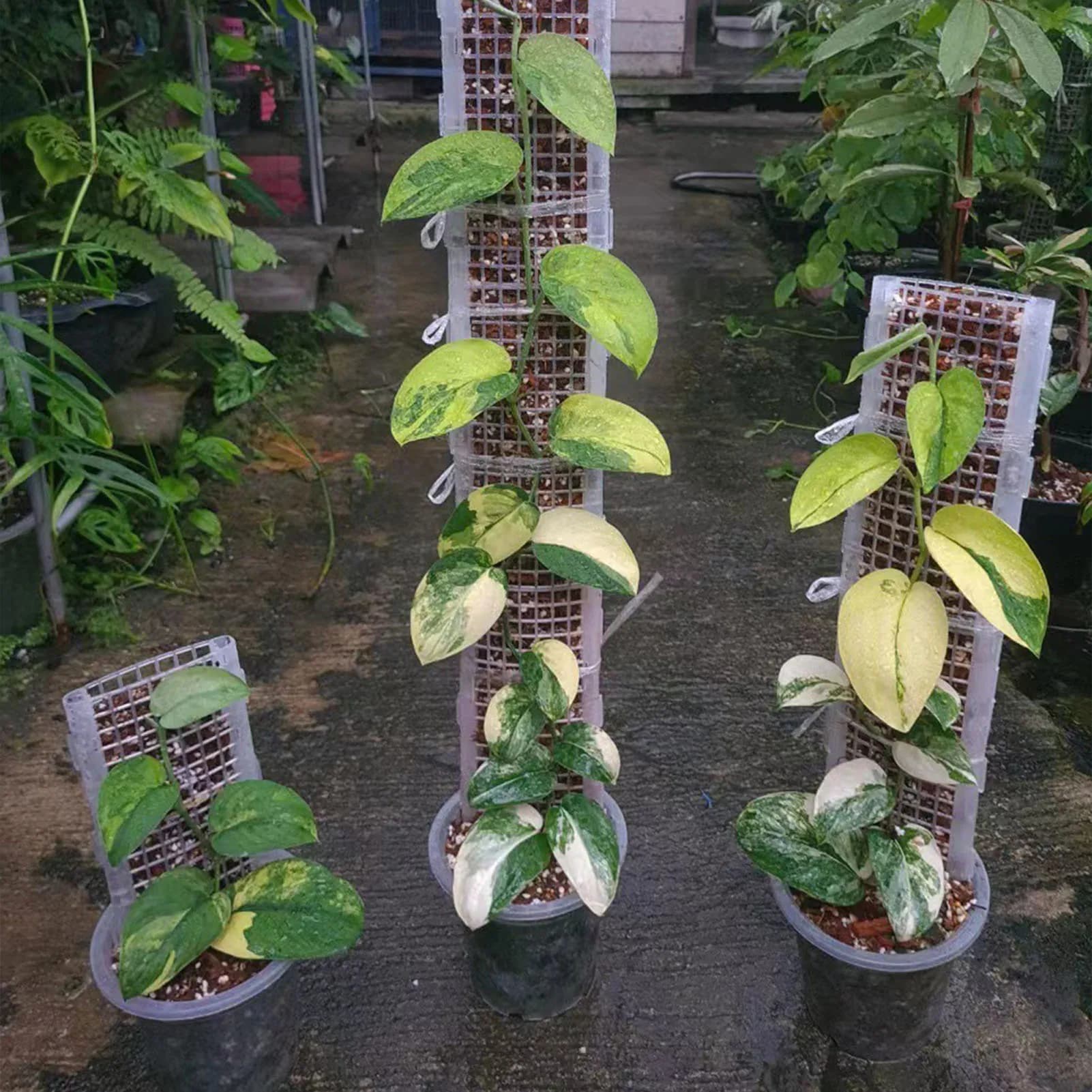 Poteau de mousse en plastique pour plantes, support de poteau creux pour plantes d'intérieur et d'extérieur