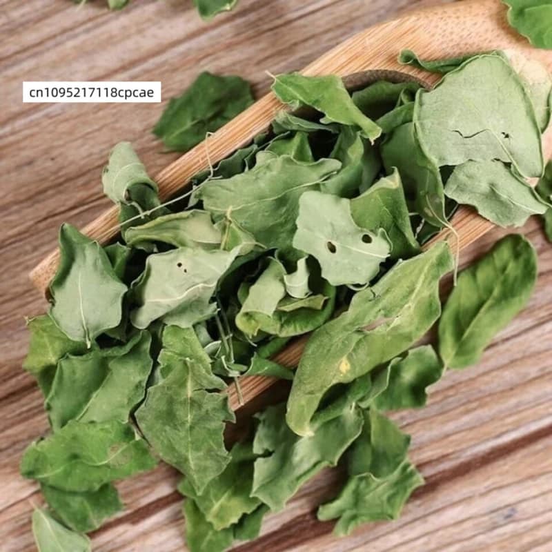 Feuilles de Moringa Oleifera séchées naturelles, feuilles de type « drumstick », matière végétale pure séchée pour pot-pourri, artisanat DIY, arôme, décoration intérieure
