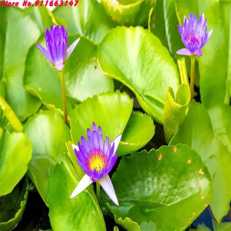 Fleurs de lotus séchées naturelles de haute qualité : aromathérapie pour soulager le stress et un sommeil profond |   Savon, bougies et décoration de parfum pour la maison DIY