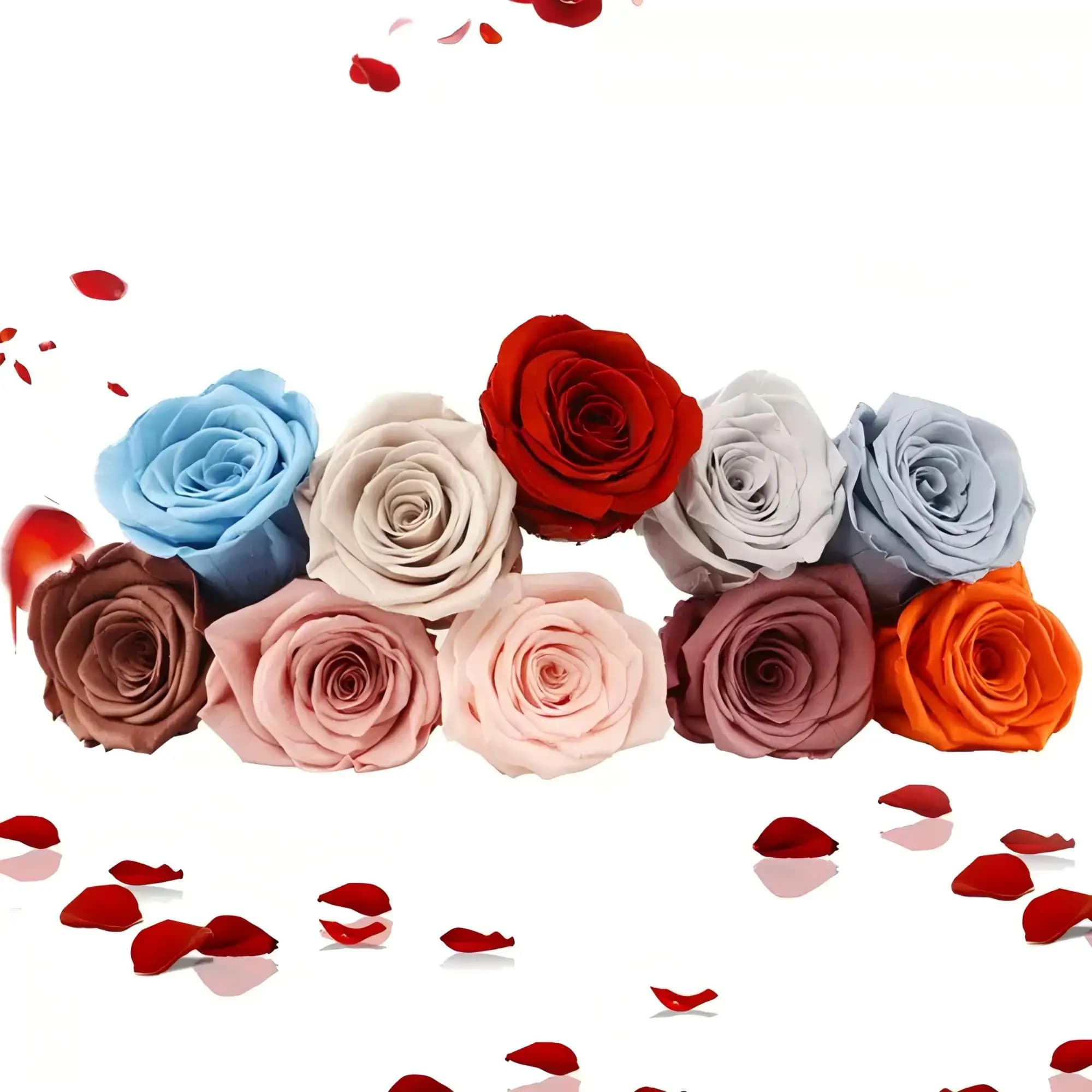 Tête de Rose naturelle préservée de qualité B 2-3cm