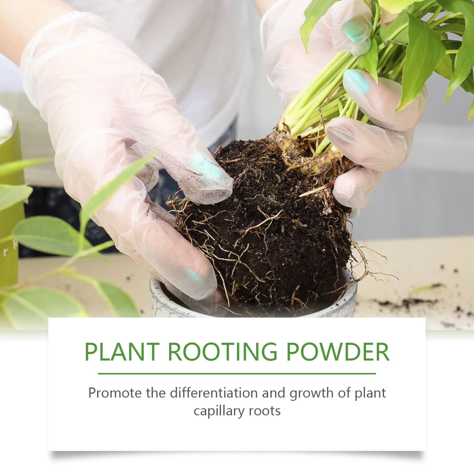 Poudre d'enracinement de plantes pour le jardinage domestique