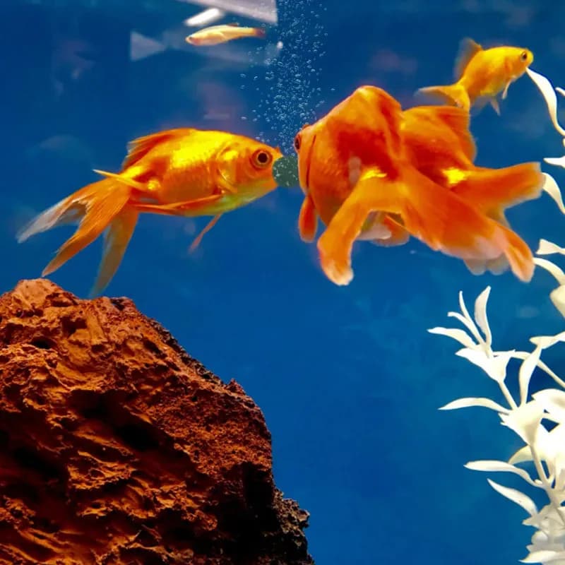 500-3000 pièces comprimés de spiruline de haute pureté spiruline sélénium riche nourriture pour poissons pour animaux de compagnie cristal rouge crevettes nourriture pour poissons aquarium spécial