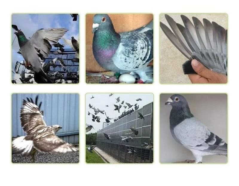 100 ml Gouttes de vitalité pour pigeons, stimulant hépatique, plumes brillantes, croissance rapide