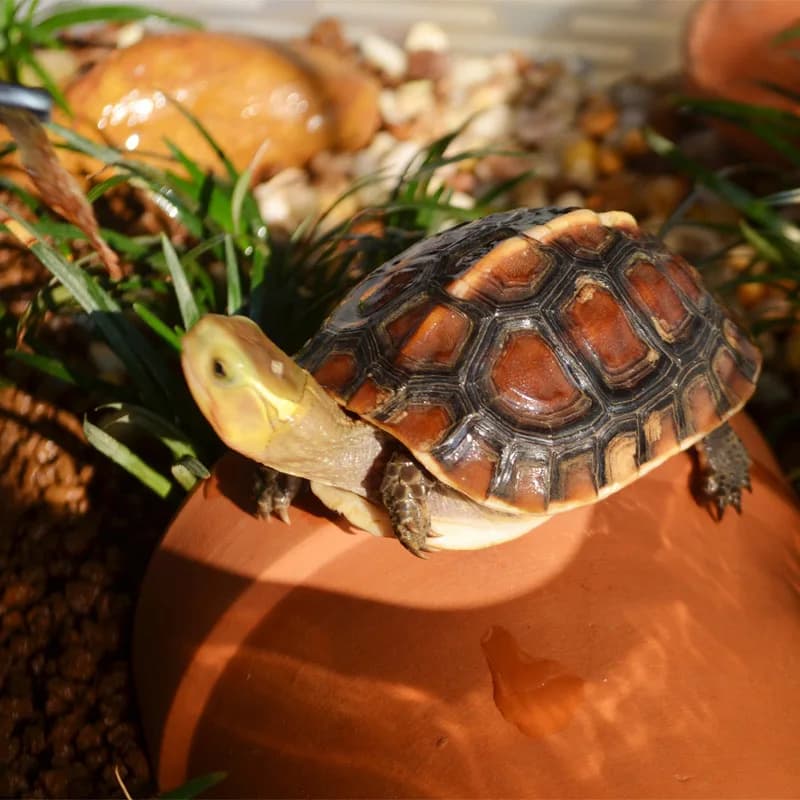 Tortue Dodge carrelage grotte Reptile abri Sundeck escalade colline aménagement paysager céramique Aquarium décoration poissons crevettes abri maison